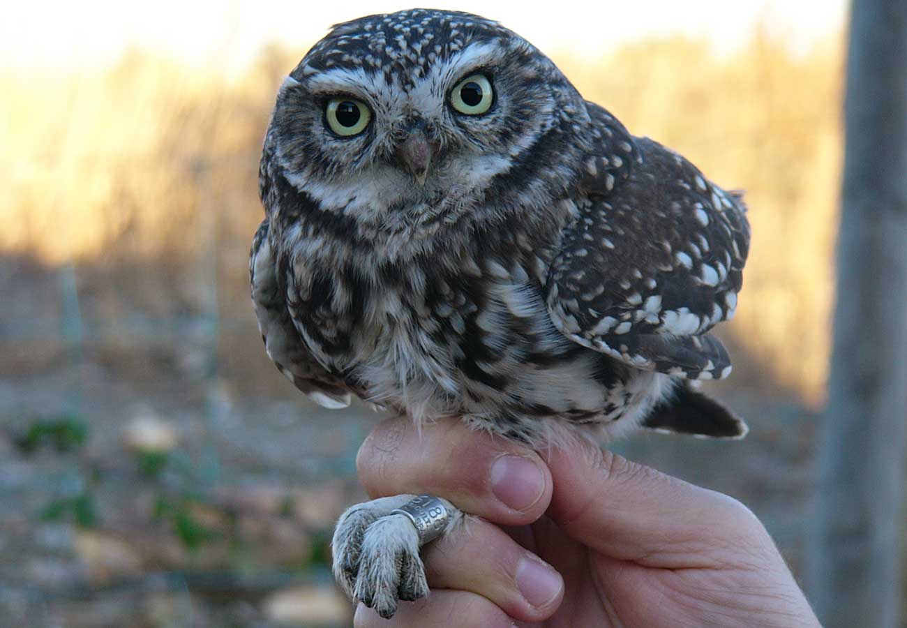 Vídeo introductorio